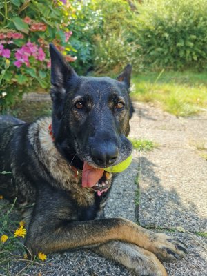 IMG_20240803_171902~01.jpg IMG_20240803_171902~01.jpg