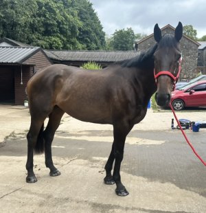 IMG_3415.jpeg IMG_3415.jpeg