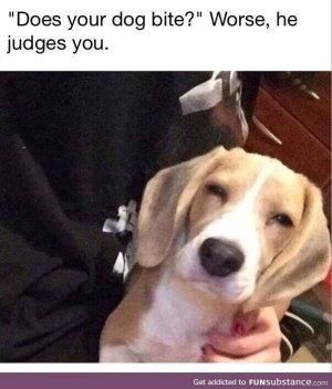 judgement pooch.jpg