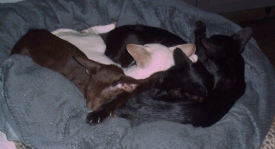 andy & jenny balustrade last workshop pic plus cats 005.JPG