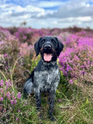 B76A6C2A-57FA-4E21-9EFF-6AC3A24474BF.jpeg B76A6C2A-57FA-4E21-9EFF-6AC3A24474BF.jpeg