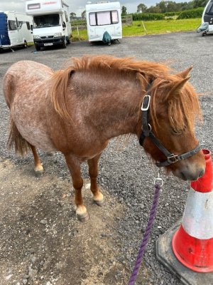 IMG_7180.jpeg IMG_7180.jpeg