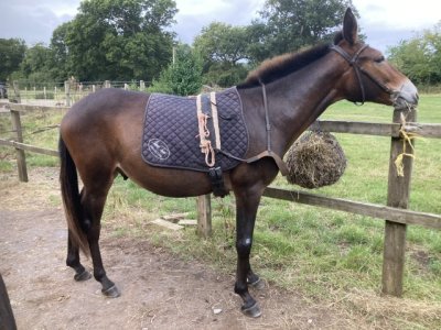 IMG_6022.jpeg IMG_6022.jpeg