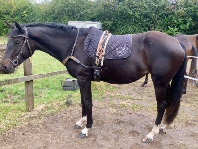 IMG_6016.jpeg IMG_6016.jpeg