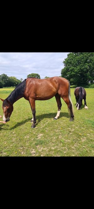 Screenshot_20240826_142403_Gallery.jpg Screenshot_20240826_142403_Gallery.jpg