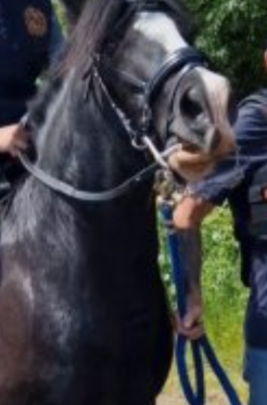 Screenshot 2024-08-30 5.47.18 AM.png Screenshot 2024-08-30 5.47.18 AM.png