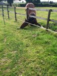 Alice under the fence.jpg