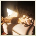 Pipi's sunbeam, smaller.jpg