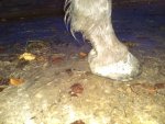 side hoof 4_compress53.jpg