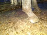 side hoof 3_compress29.jpg