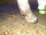 side hoof 1_compress93.jpg