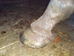 side hoof 2_compress37.jpg