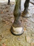 front view of hooves_compress62.jpg