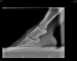 hoof x-ray_compress62.jpg