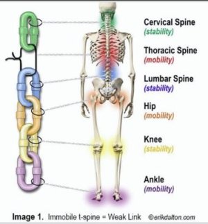 stable-mobile zones human body.JPG