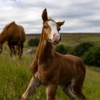 1725370831462.jpeg 1725370831462.jpeg