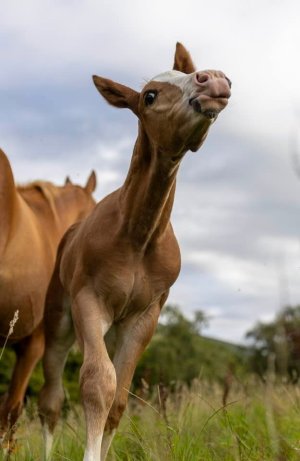 364058515_6517847524961940_709543130407751555_n (1).jpg 364058515_6517847524961940_709543130407751555_n (1).jpg