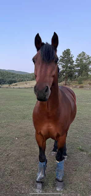 IMG_2094.png IMG_2094.png