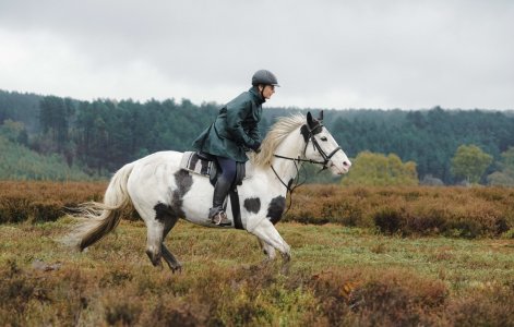 IMG_1360.jpeg IMG_1360.jpeg