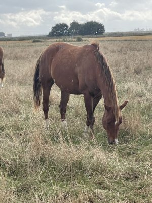 Aspen Grazing 2024 small.jpg