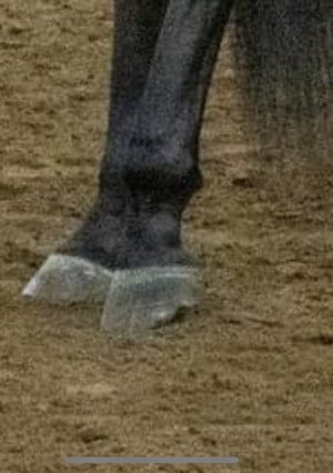 IMG_2262.jpeg IMG_2262.jpeg