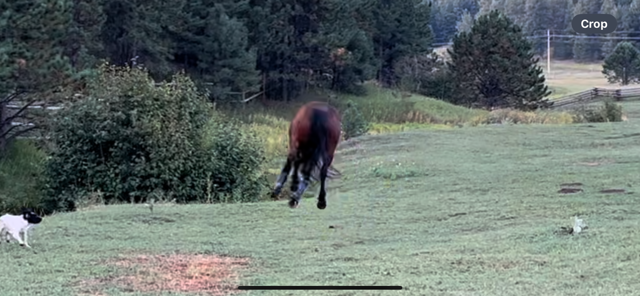 IMG_2325.png IMG_2325.png