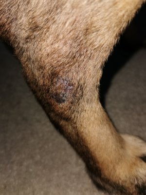 IMG_20240911_074813~01.jpg IMG_20240911_074813~01.jpg