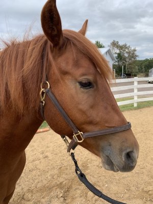 IMG_2212.jpeg IMG_2212.jpeg