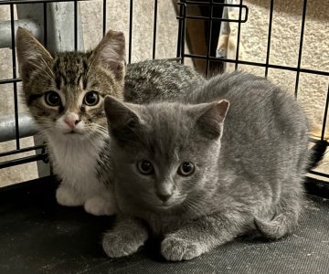 IMG_0934.jpeg IMG_0934.jpeg