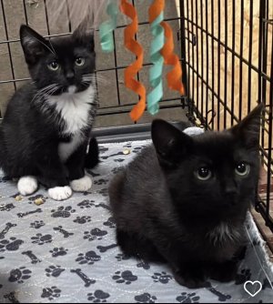 IMG_0851.jpeg IMG_0851.jpeg