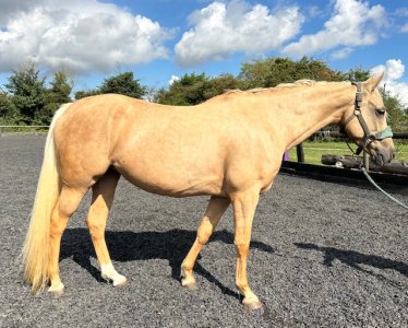 IMG_2668.jpeg IMG_2668.jpeg