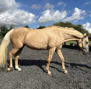 Facetune_08-09-2024-18-49-17.jpeg Facetune_08-09-2024-18-49-17.jpeg