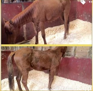 Screenshot_20240919_130356_Gallery.jpg Screenshot_20240919_130356_Gallery.jpg