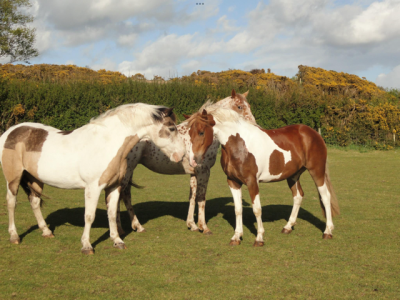 IMG_0967.png IMG_0967.png