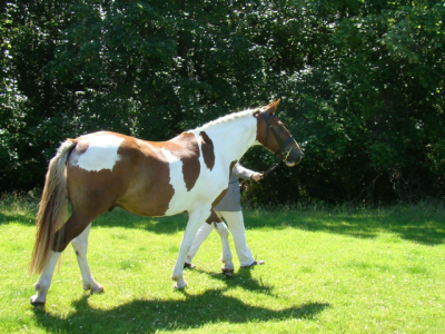 IMG_0966.png IMG_0966.png