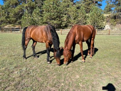 IMG_2695.jpeg IMG_2695.jpeg