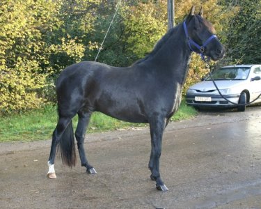 honroso standing 010.jpeg honroso standing 010.jpeg