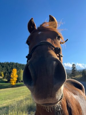 IMG_2917.jpeg IMG_2917.jpeg