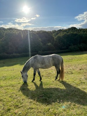 IMG_6488.jpeg IMG_6488.jpeg