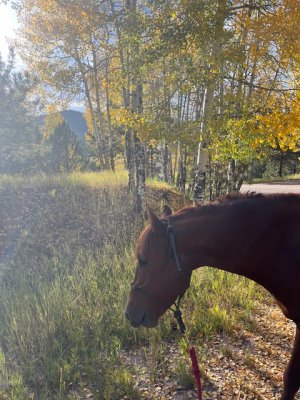 IMG_3031.jpeg IMG_3031.jpeg