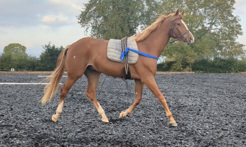 PXL_20241005_074014133.TS_exported_17243_1728116432814~2.jpg PXL_20241005_074014133.TS_exported_17243_1728116432814~2.jpg