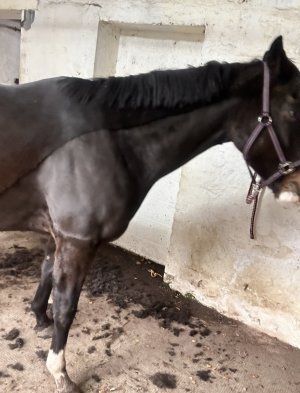 IMG_5894.jpeg IMG_5894.jpeg