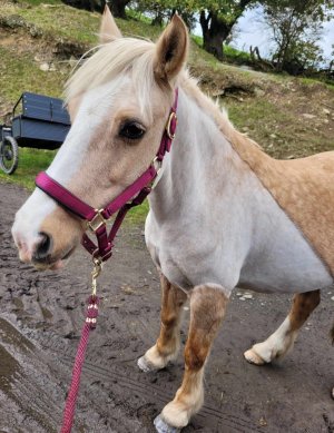 Screenshot_20241009_143310_Messenger.jpg Screenshot_20241009_143310_Messenger.jpg