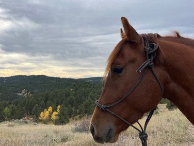 IMG_3339.jpeg IMG_3339.jpeg