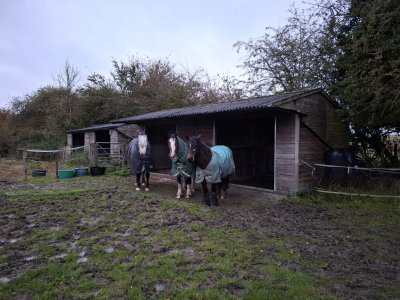 wet ponies.jpg