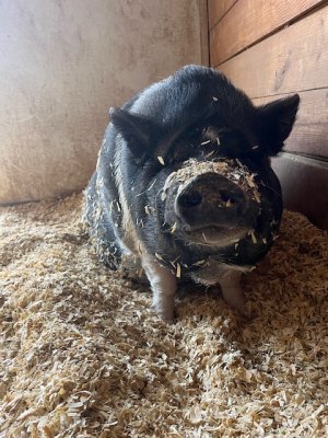 IMG_3358.jpeg IMG_3358.jpeg