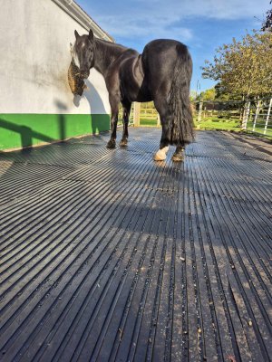 462642163_1246109503301041_2981634483794638386_n.jpg 462642163_1246109503301041_2981634483794638386_n.jpg