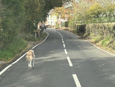 IMG_1598.jpeg IMG_1598.jpeg