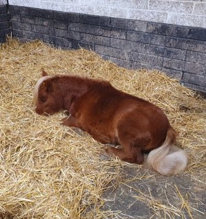 Screenshot_20241020_200751_Gallery.jpg Screenshot_20241020_200751_Gallery.jpg