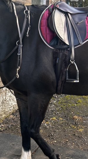 IMG_6602.jpeg IMG_6602.jpeg